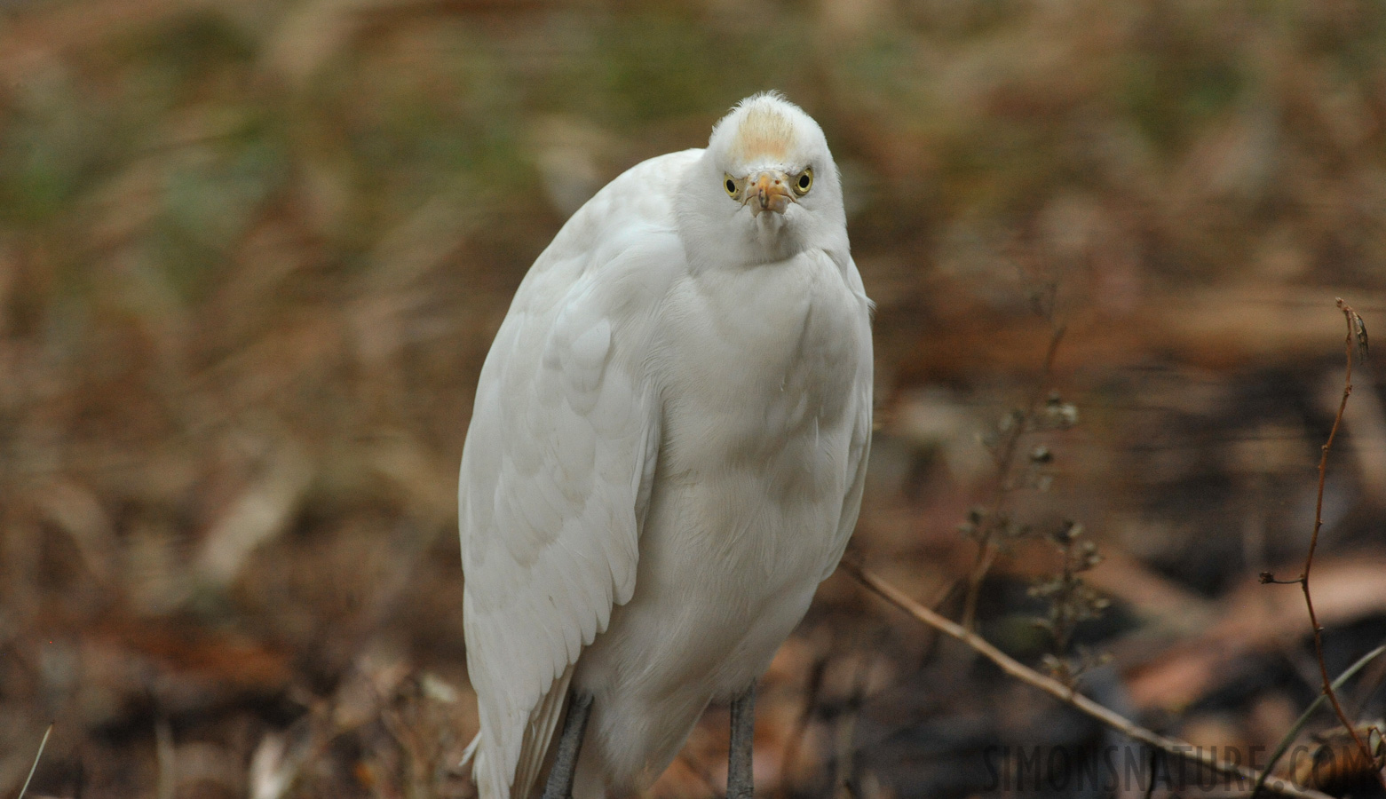 Bubulcus coromandus [550 mm, 1/125 Sek. bei f / 8.0, ISO 2500]